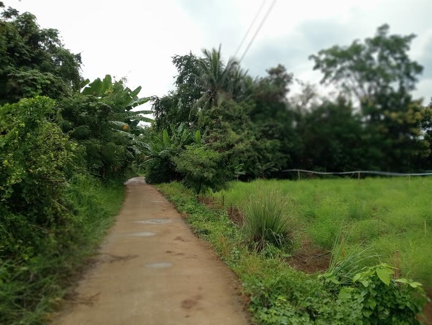 ที่ดินพร้อมต้นสักอายุ15ปี รูปที่ 14