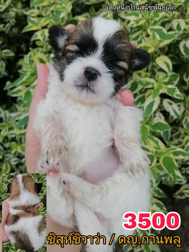 เปิดจอง ชิสุห์ผสม ปอม พุดเดิ้ล ชิวาว่า