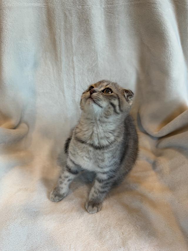 ลูกแมว สก็อตติสโฟล์ด ผู้ รูปที่ 3