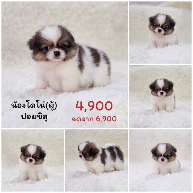 ปอมผสมชิสุ เพศผู้ รามอินทรา