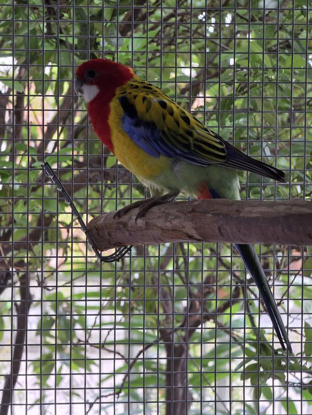 นกแก้วโรเซลล่า Rosella Parakeets รูปที่ 7