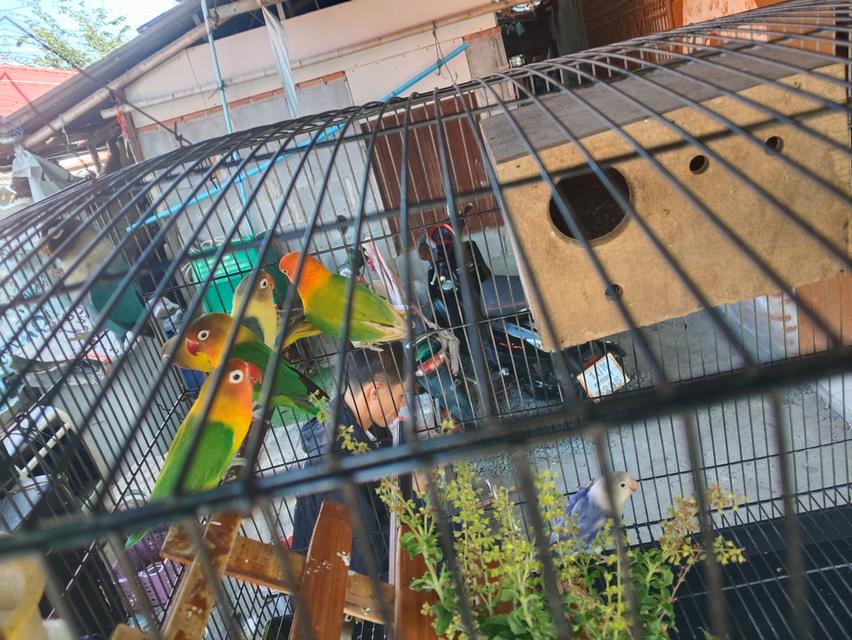 ขายนกเลิฟเบิดร์ราคาคุ่800 6