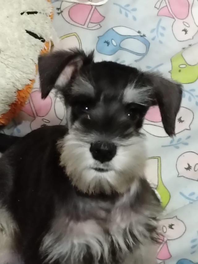 ลูกหมา Schnauzer หาบ้าน 2