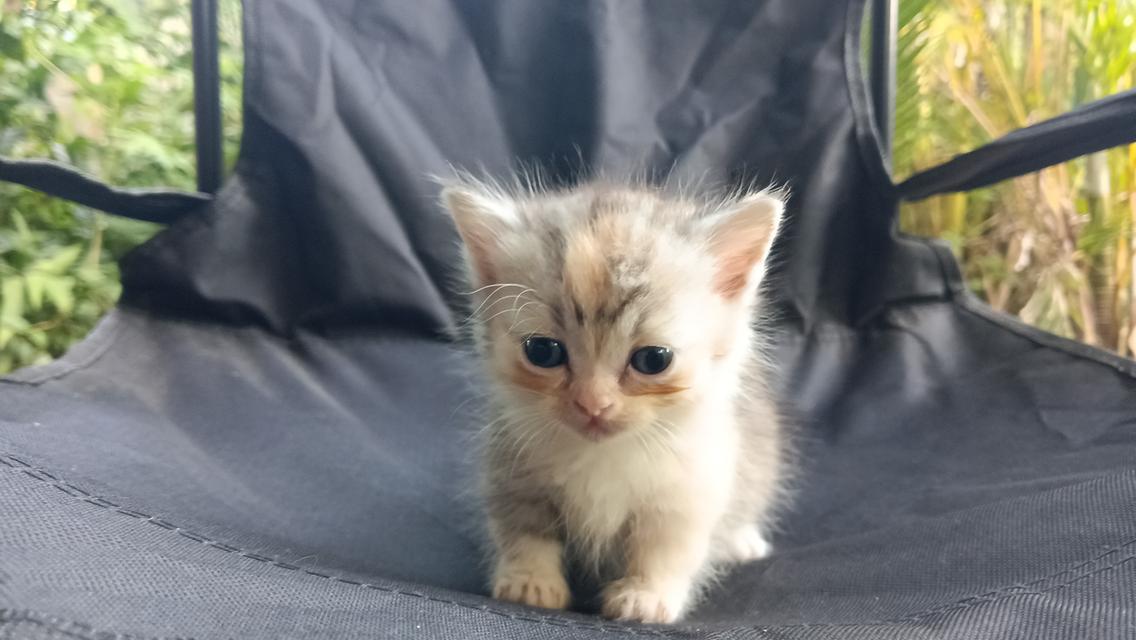 น้องแมวมัชกิ้นเพศเมีย 6