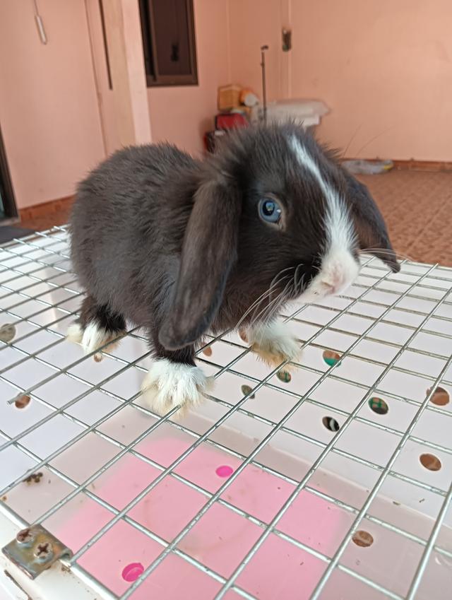 ลูกกระต่ายทุกสายพันธุ์ รูปที่ 6