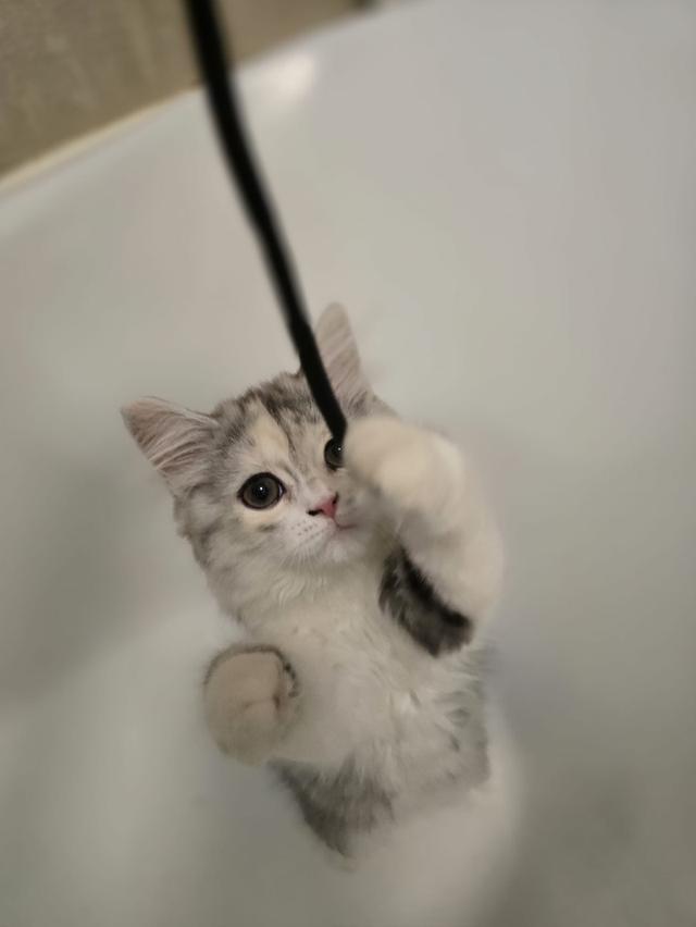 แมว สก็อตติชโฟลด์หูตั้งเสี้ยว Himalayan