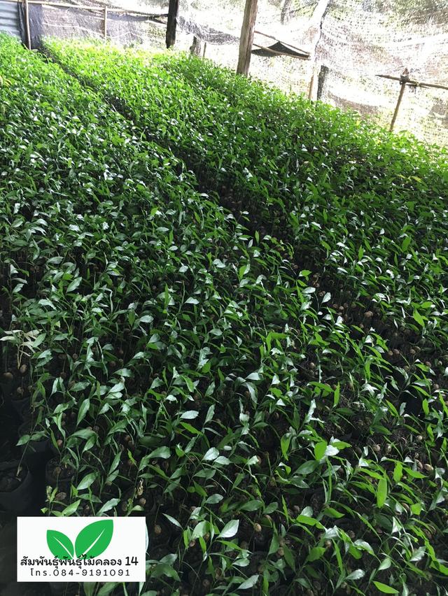 ผักหวานป่า ต้นผักหวานป่า 3