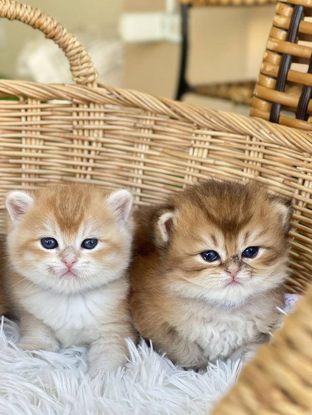 🧒 2 หนุ่มบริติช.              