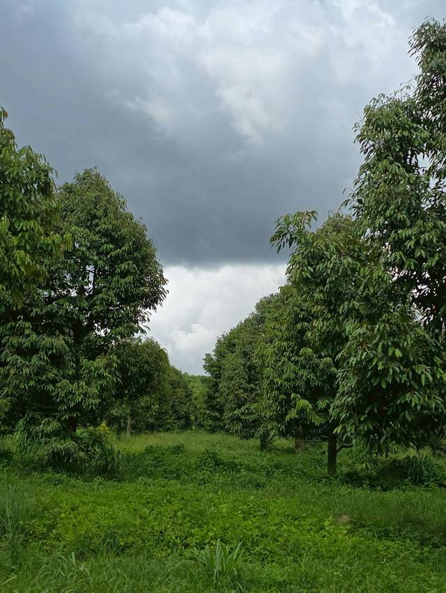 ขาย สวนเกษตร ฟาร์ม 914.75 ไร่ 1