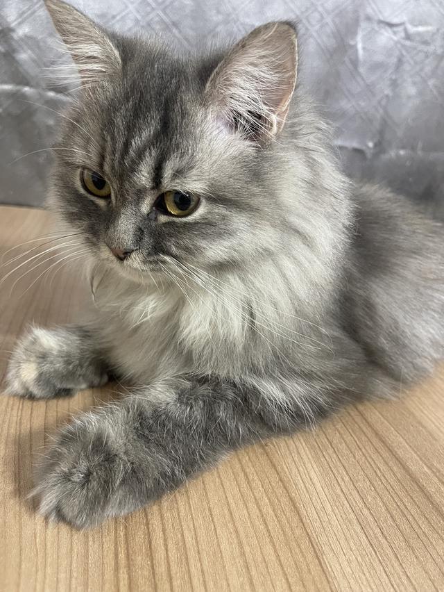 น้องแมวพันธุ์ หิมาลายันผสมชินชิล่า เพศหญิง พร้อมฉีดยา 3