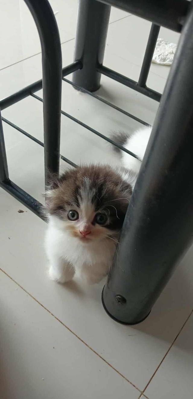 น้องแมวมัชกิ้นขาสั้น