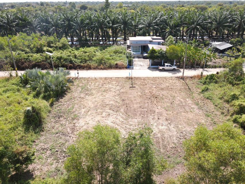 ที่ดินถมแล้วพร้อมสร้างบ้าน สาธารณูปโภคครบ คลอง 11 อ.หนองเสือ จ.ปทุมธานี 6