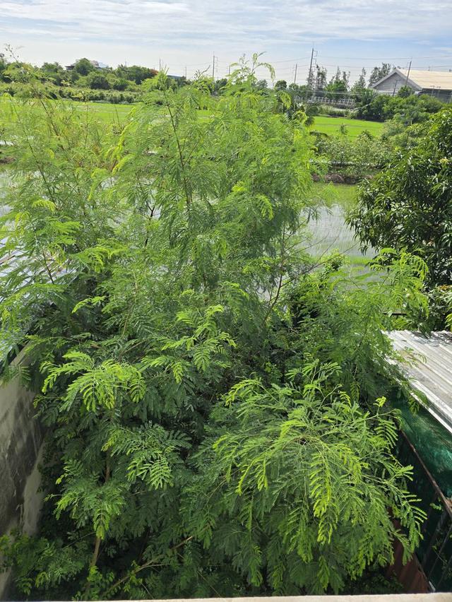 ขายอาคารพาณิชย์ หมู่บ้านนพวงศ์ "99/53" พร้อมอยู่ 4