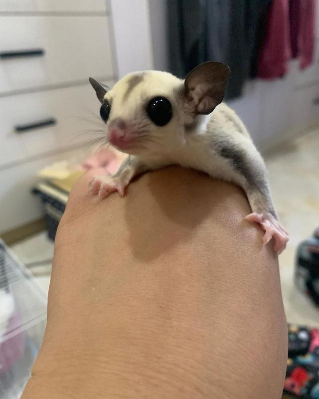 Sugar Gliders Male and Female for Sale รูปที่ 2