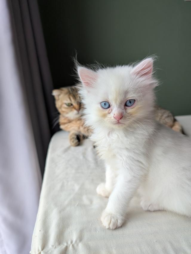 Doll face Persian 