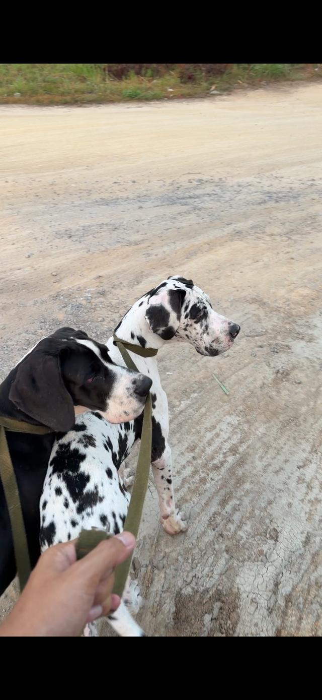 สุนัขเกรทเดน 7เดือน ช/ญ (ขายคู่)