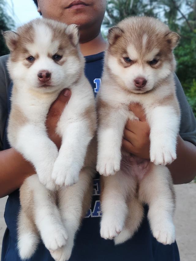 Siberian husky ไซบีเรียน