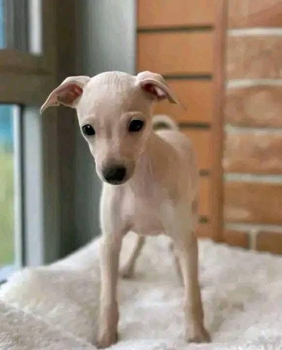 ลูกสุนัข Italian Greyhound พร้อมส่ง 3