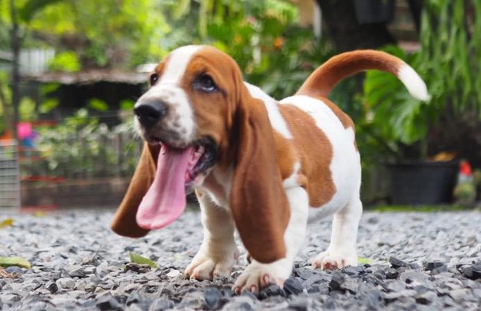 ลูกสุนัข Basset Hound หญิง 3