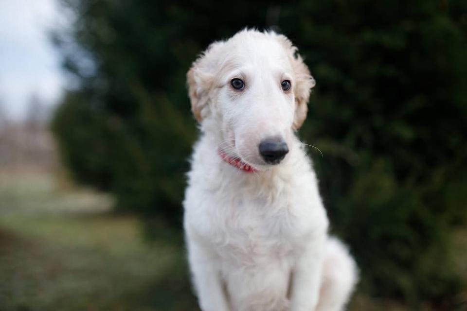 สุนัข Borzoi ตัวผู้ 4