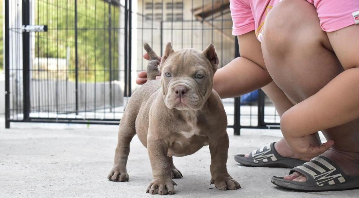 American Bully puppies WhatsApp me : +66 63 826 3042