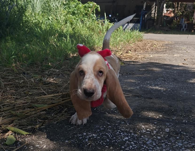 บาสเซ็ตฮาว์ดใบเพ็ดสมาคมพัฒนาพันธุ์สุนัข 10