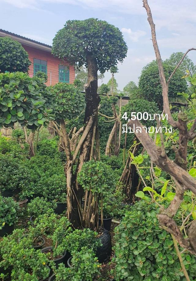 ไทรต่อยอดช้อนเงินช้อนทอง