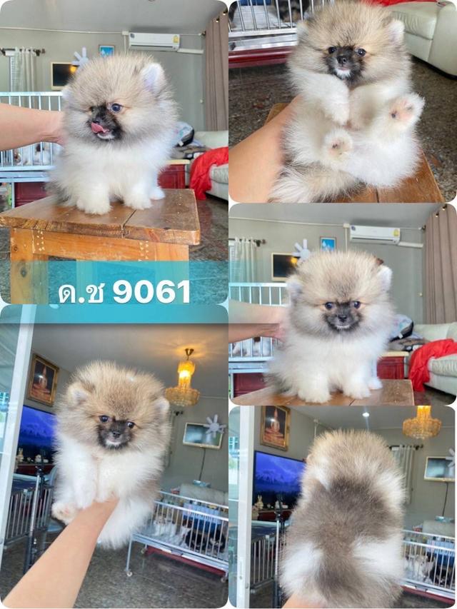 ปอมเมอเรเนียนแท้ 