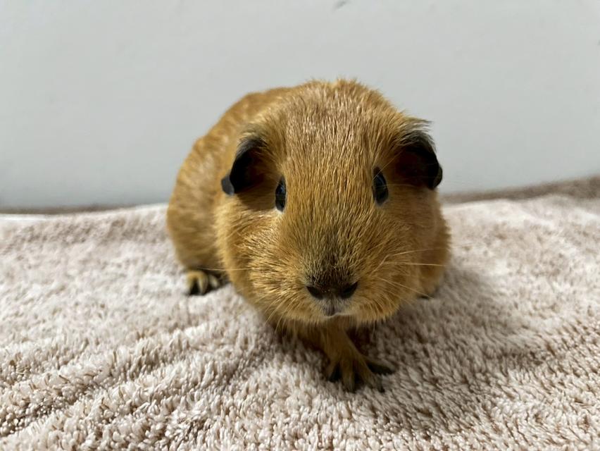 หนูแกสบี้ 7