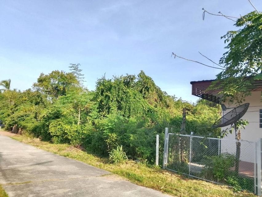 ขายที่ดินแปลงสวย เนื้อที่ 300 ตร.ว. ทำเลชุมชนบ้านหนองบัวลาย อ.บัวลาย จ.นครราชสีมา 5