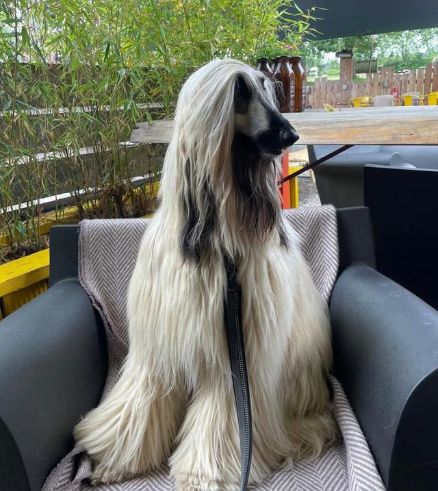 ปล่อยด่วนสุนัข Afghan Hound