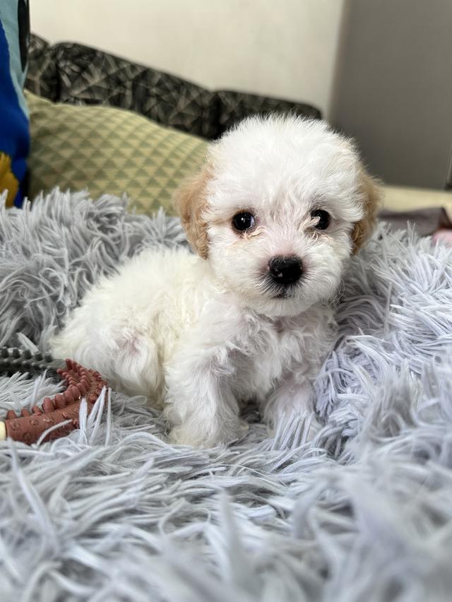 ลูกสุนัขพุดเดิลสีขาว ครีม น้ำตาล ตัวผู้ ตัวเมีย 3