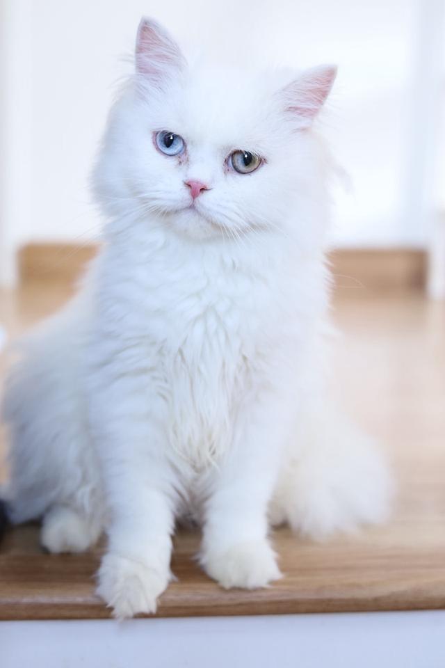 ขายแมวเปอร์เซียตาสองสีน่ารัก รูปที่ 10