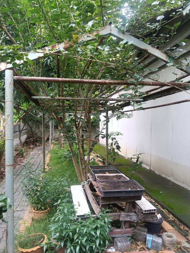 ที่ดินเปล่า 109 ตรว ใกล้ BTS สายหยุด ในซอยพหลโยธิน 48 แยก 5 3