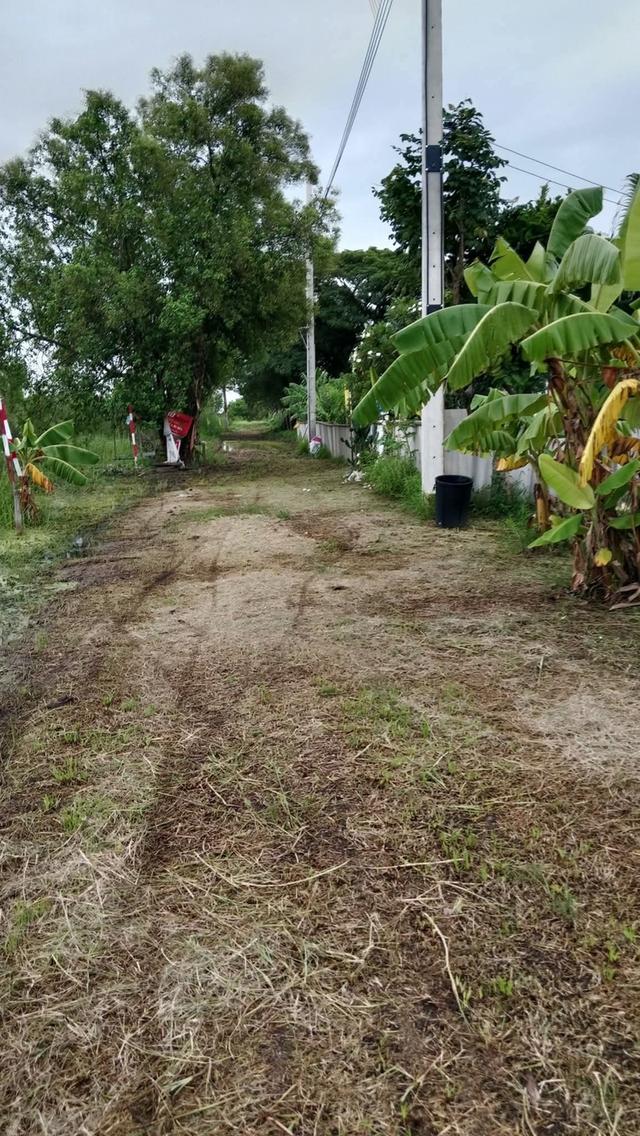 ที่ดินว่างเปล่า 8