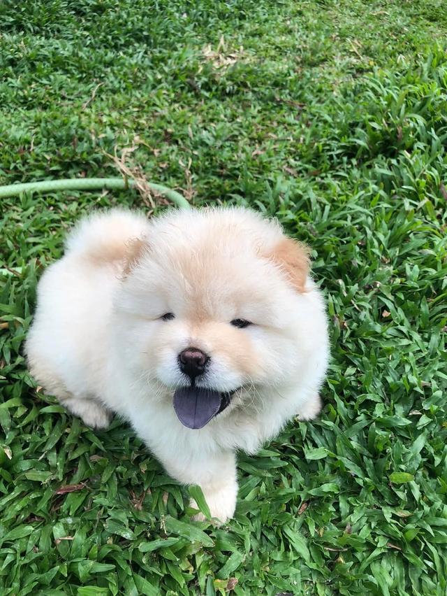 ลูก Chow Chow หาบ้าน