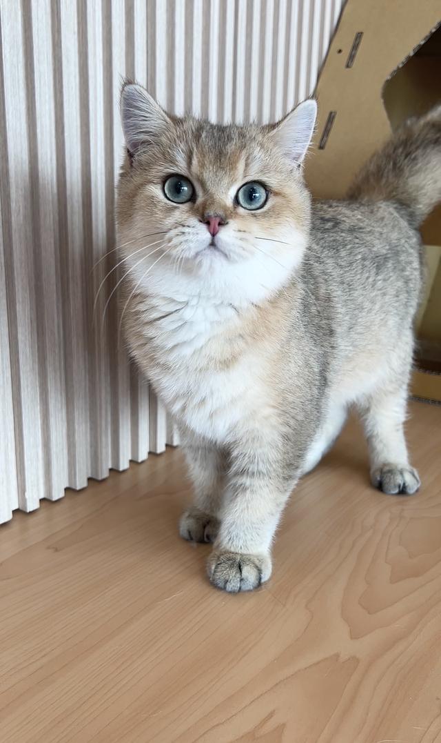 ดช.บริติช ช็อตแฮร์ (พร้อมย้าย) รูปที่ 3