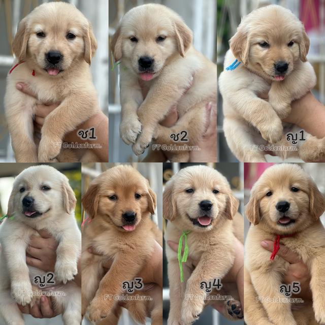 โกลเด้นแท้ ฟอร์มสวย สายเลือดดี