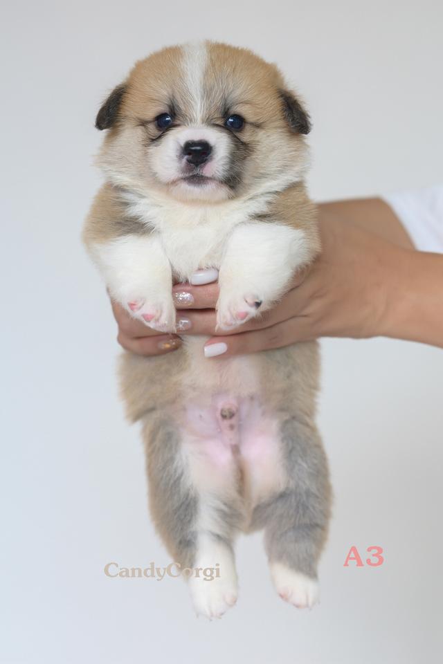 คอร์กี้ (Welsh Corgi) 8