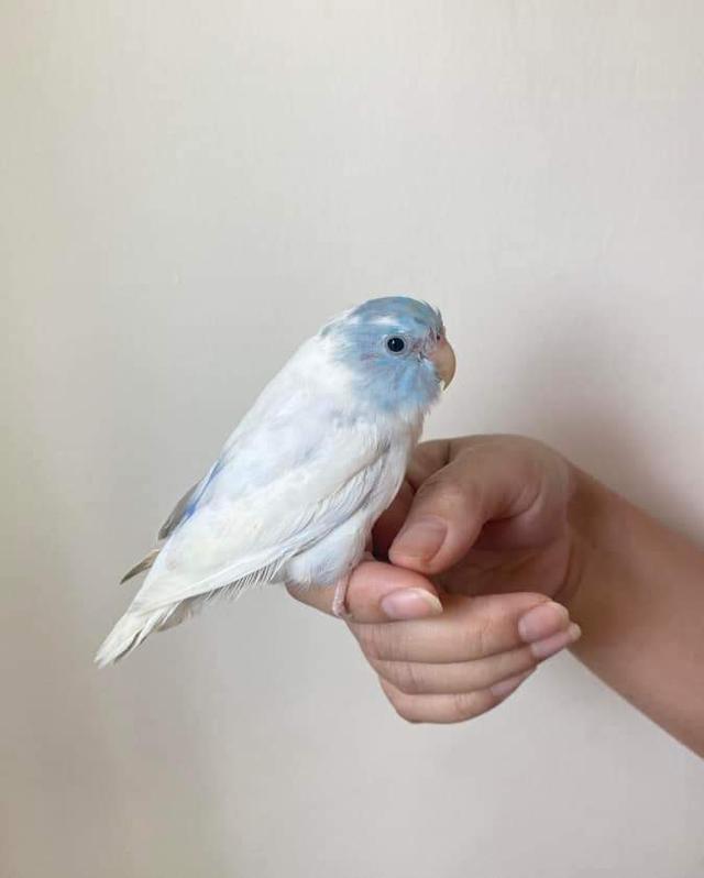 นกแก้วสีขาวตัดฟ้า 3