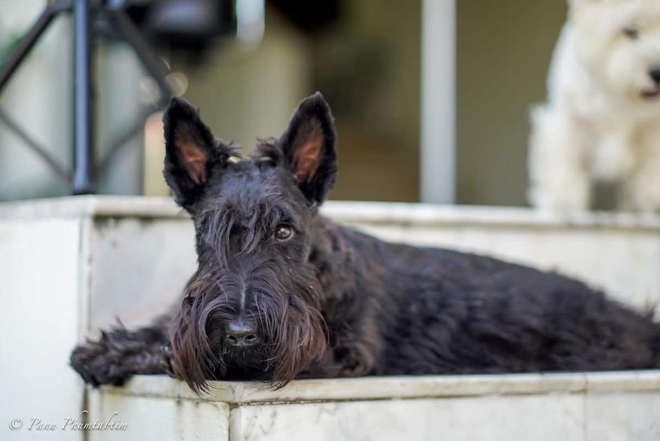 สุนัข Scottish Terrier หาบ้าน 4