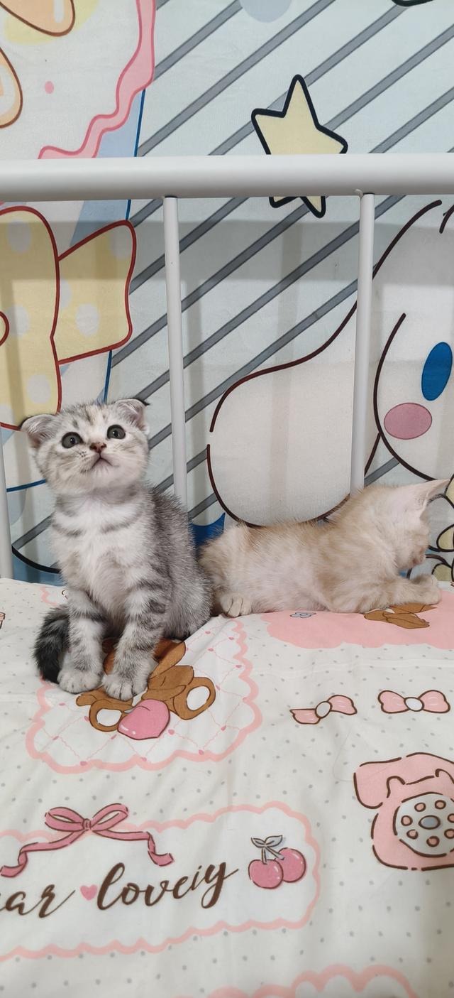 สก้อตติชอเมริกันช๊อตแฮร์ รูปที่ 2