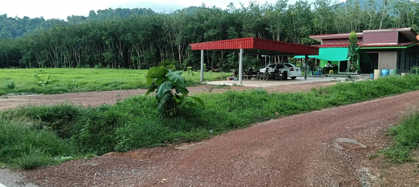 ที่ดินพร้อมบ้าน จำนวน 10 ไร่ 1