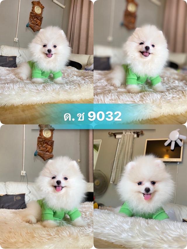 ลูกปอมเมอเรเนียนแท้ พร้อมย้ายบ้าน