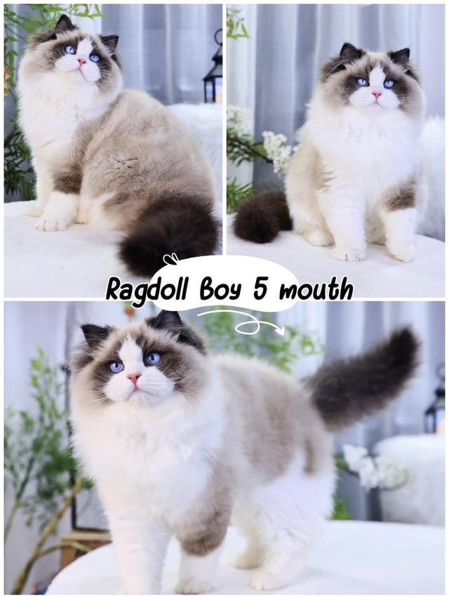 Ragdoll ฟรอมสวยนำเข้า🇨🇳มีประกันทุกคน มีทำวัคซีน ตรวจโรคเอสด์ ลูคีเมีย หัด โคโรนาและตรวจสุขภาพก่อนย้ายค่ะ รูปที่ 4