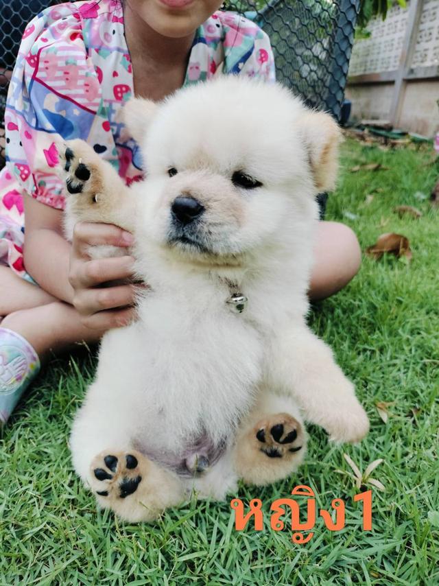 เชาเชาหาบ้าน 4