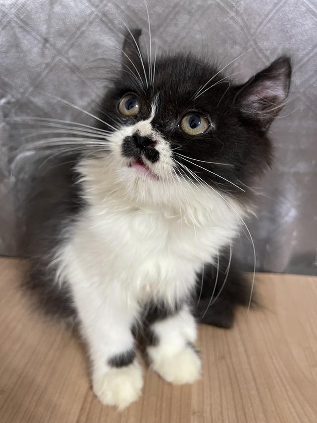 คนขายเลี้ยงเองครับ น้องแมวพันธุ์ อเมริกันเคิร์ลผสมหิมาลายัน เพศหญิง ( บิน )