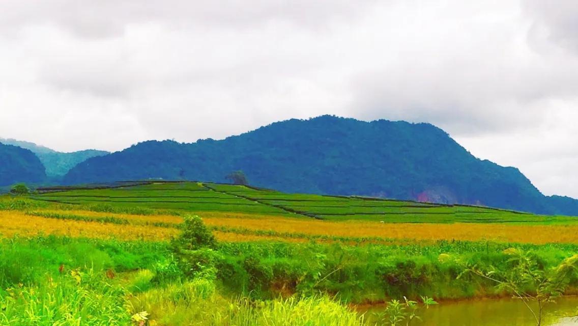 ที่ดินพรีเมี่ยม 14 ไร่ เชียงราย ขายเหมา (สิงห์ปาร์ค) น้ำไม่ท่วม 4