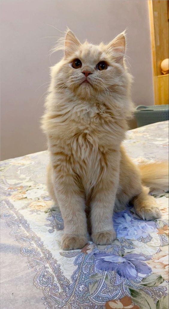 น้องแมวส้ม พันธุ์ เปอร์เซีย 1