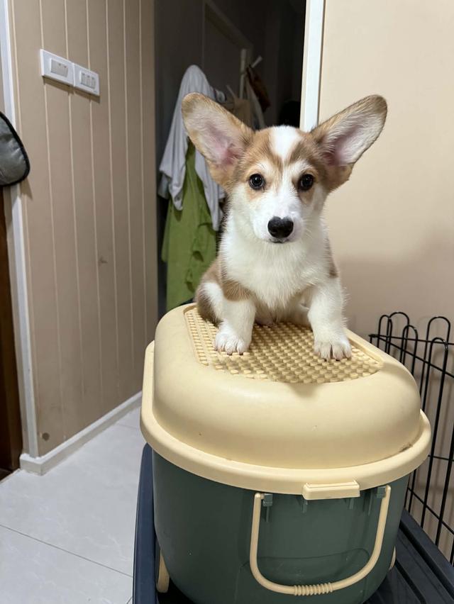 Corgi Male 3 month with long tail #1